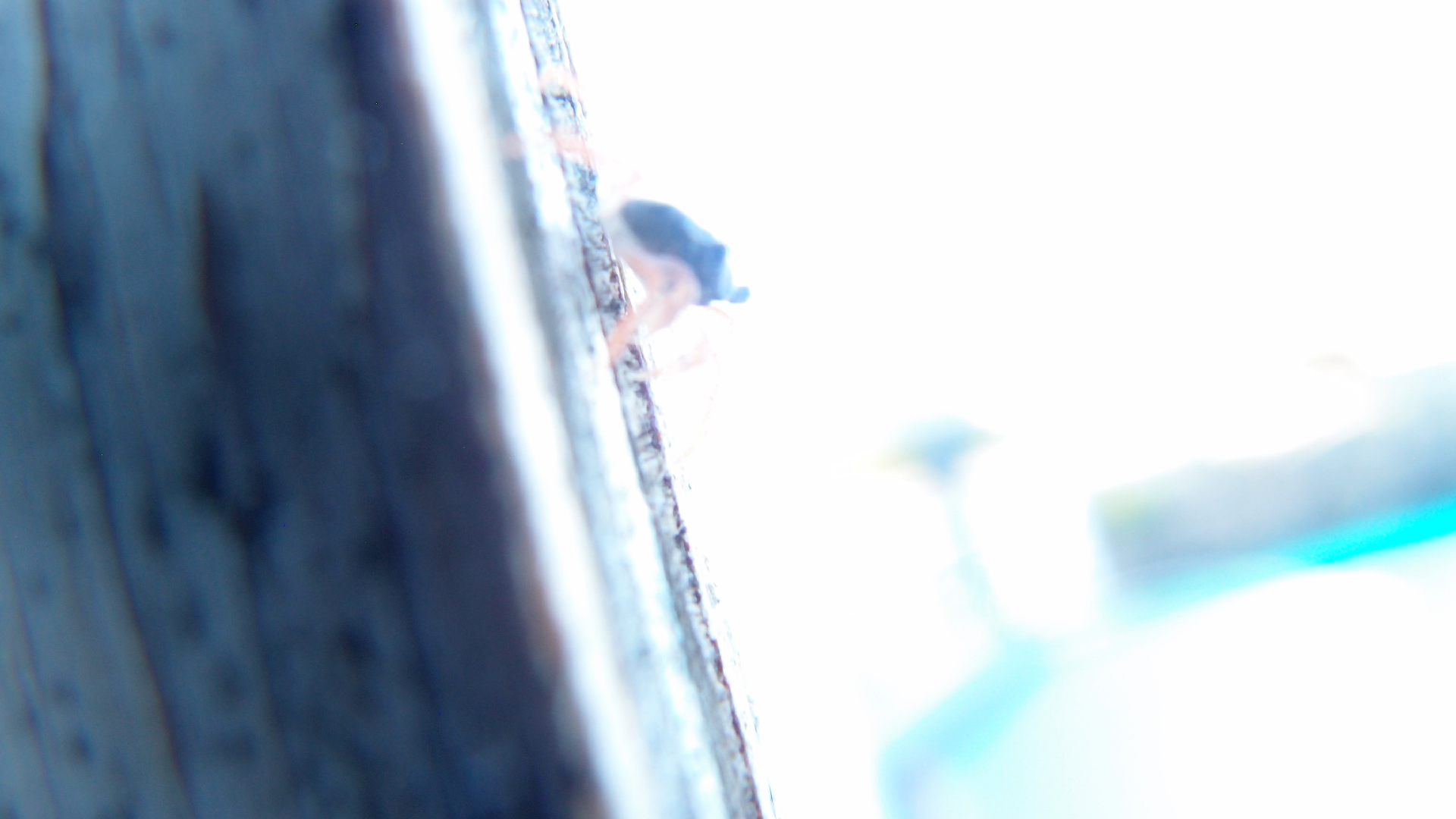 2022-10-22 11 Uhr 04 kleine Krabben (Foto, Video)